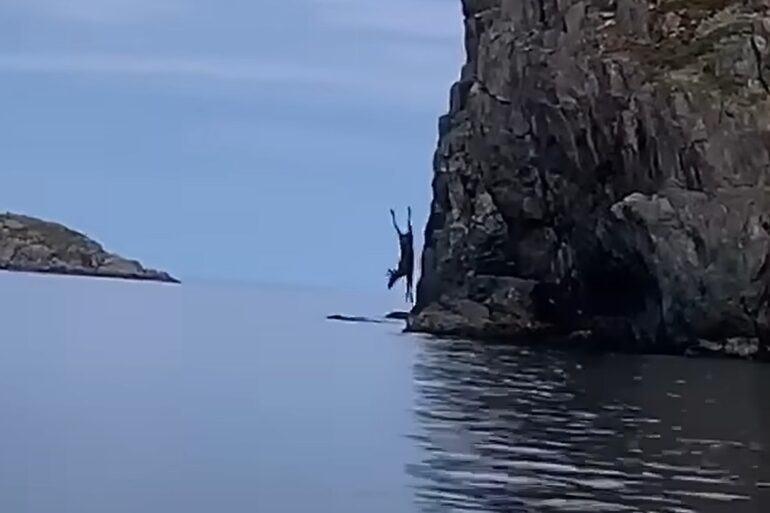 Bull moose jumps off cliff