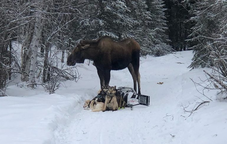 A moose standing on a snow covered ground next to a dog lying in the snow