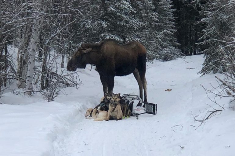 A moose standing on a snow covered ground next to a dog lying in the snow