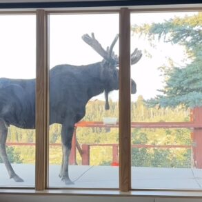 Utah Moose