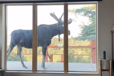 Utah Moose