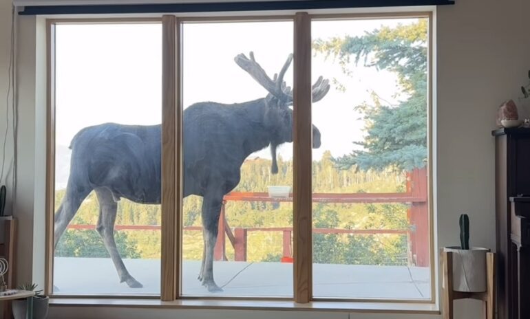 Utah Moose