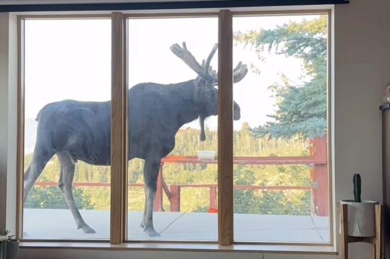 Utah Moose