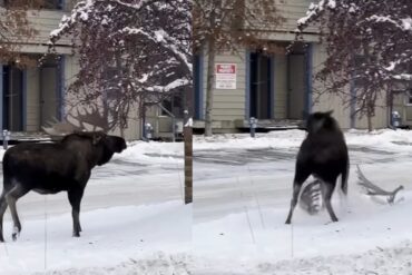 Moose sheds antlers