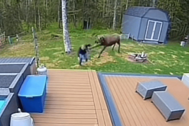 Moose charges woman in Alaska