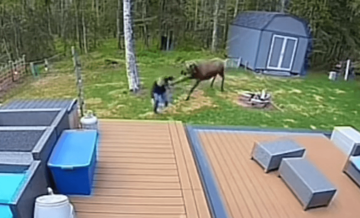 Moose Charges At Alaskan Woman In Backyard, Dog Jumps In To Save Her ...