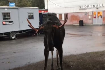 A yak standing in a parking lot