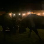 Moose backyard battle