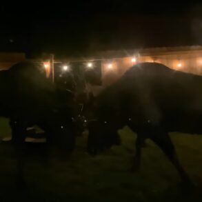 Moose backyard battle