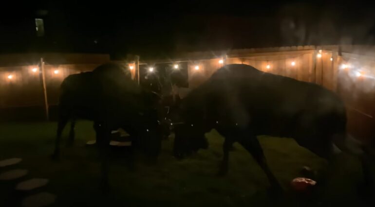 Moose backyard battle