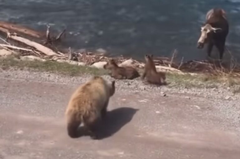Grizzly bear