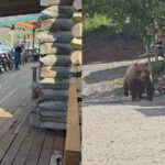 Moose bear