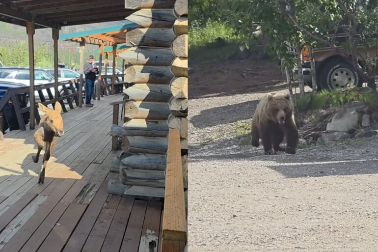 Moose bear