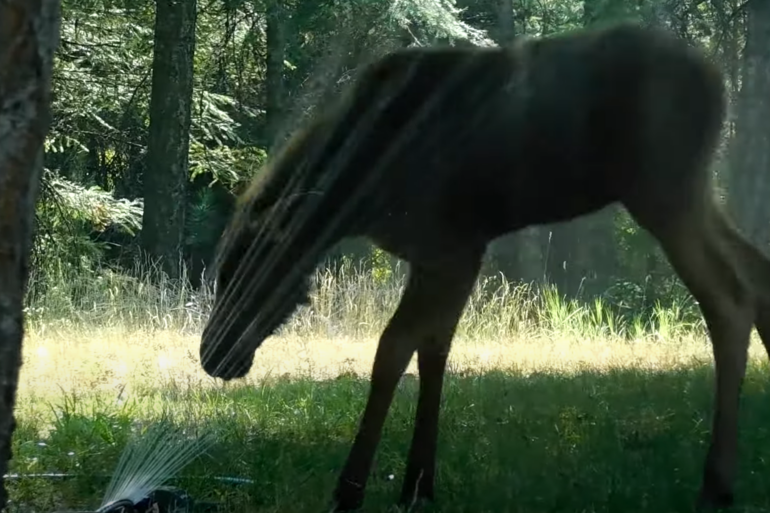 Moose calf
