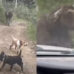 Moose charge