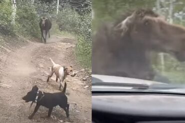 Moose charge