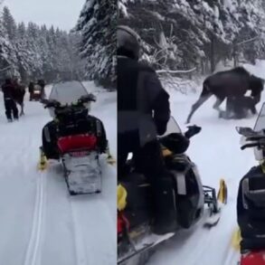 Moose charge