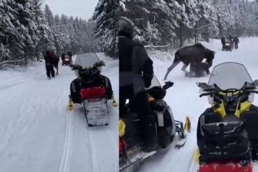 Moose charge