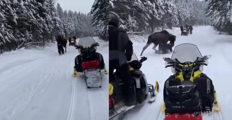 Moose charge