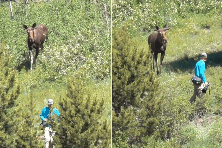 moose investigates photographer