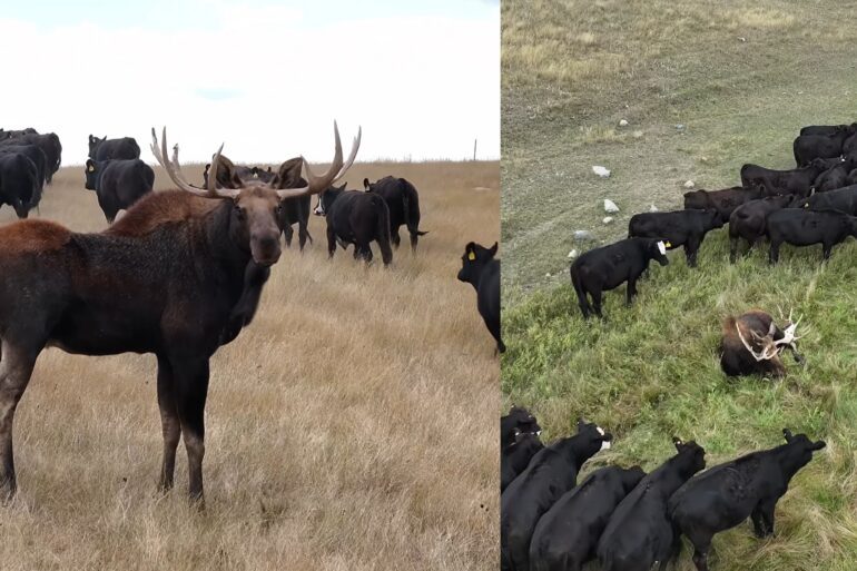Moose in cow herd