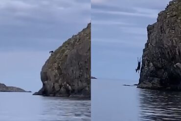 Moose dives off cliff