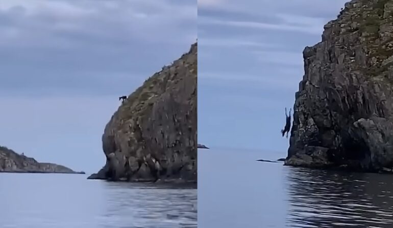 Moose dives off cliff