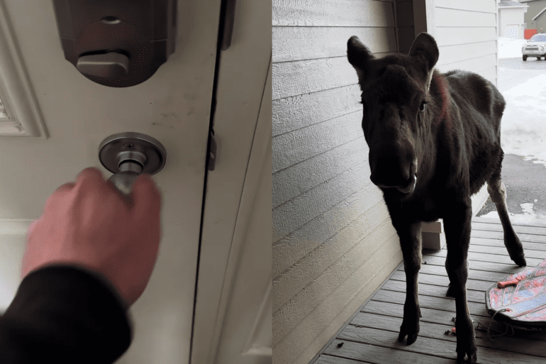 Moose open door