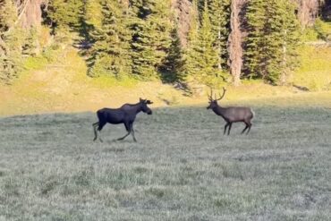 Moose and elk