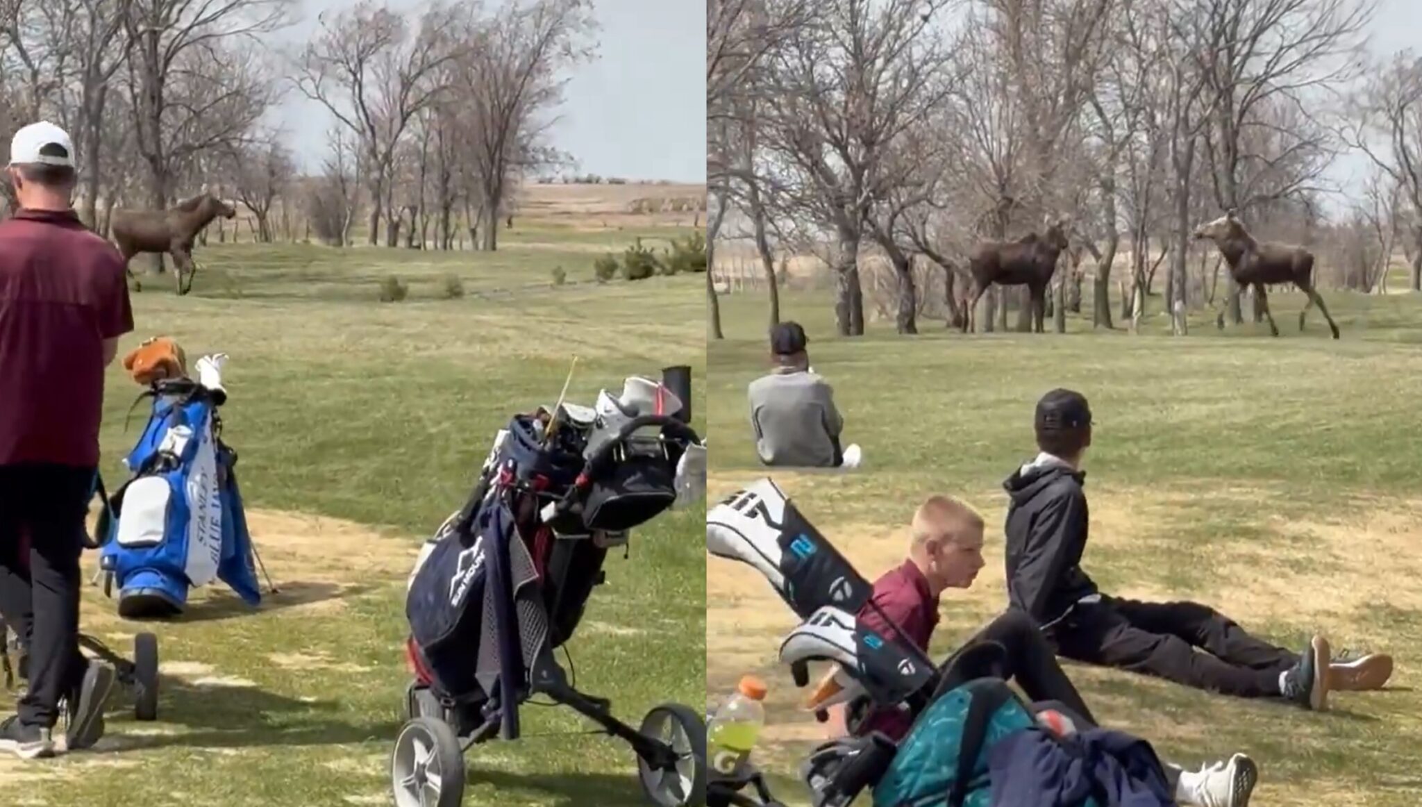 North Dakota High School Golf Match Brought To A Halt By “Moose Delay”