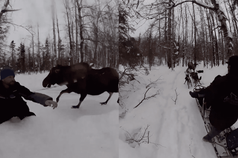 Moose charges sled dog team