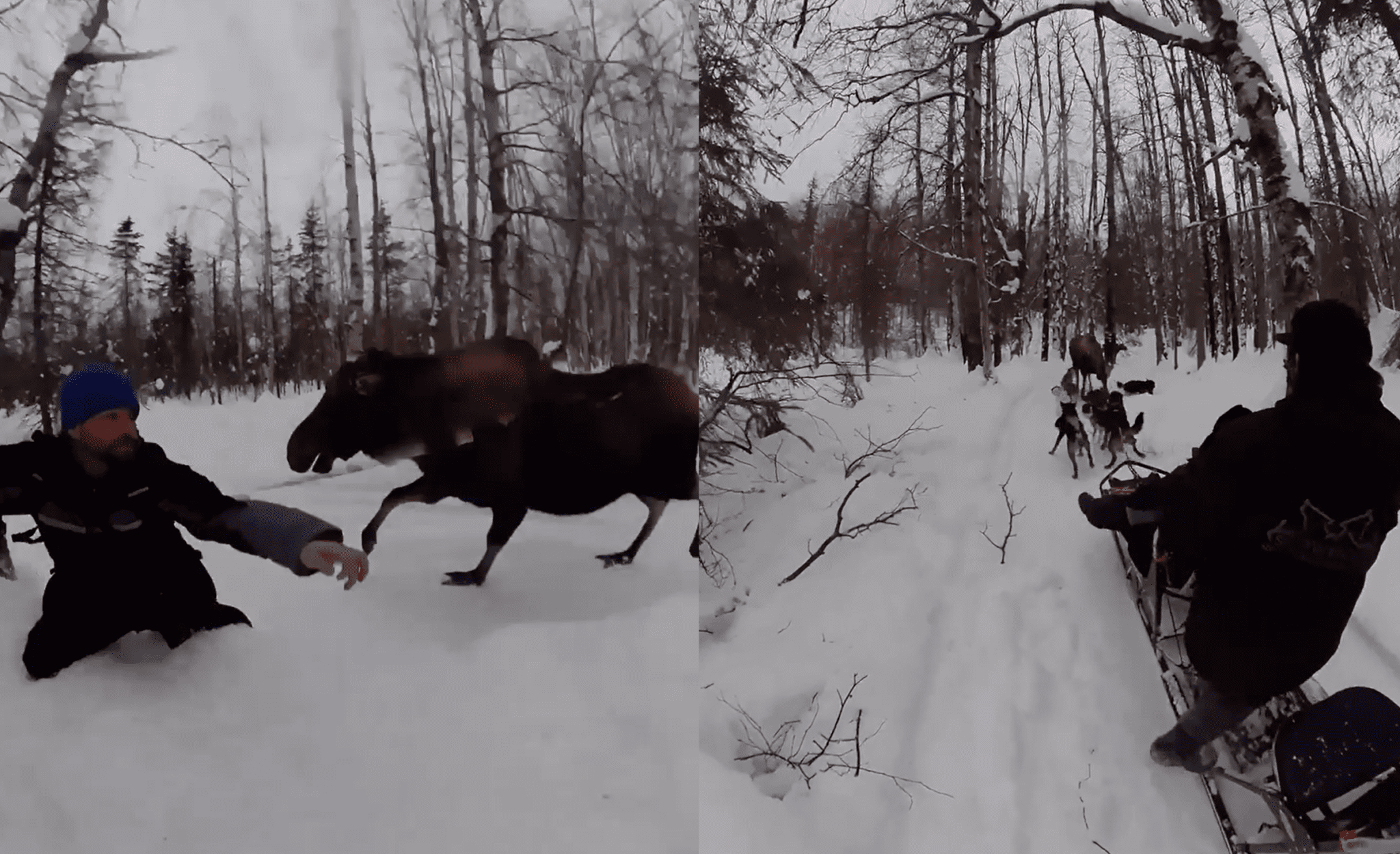 “Sh*t Happens” – Moose Rampages After Dogsledding Couple In Alaska ...