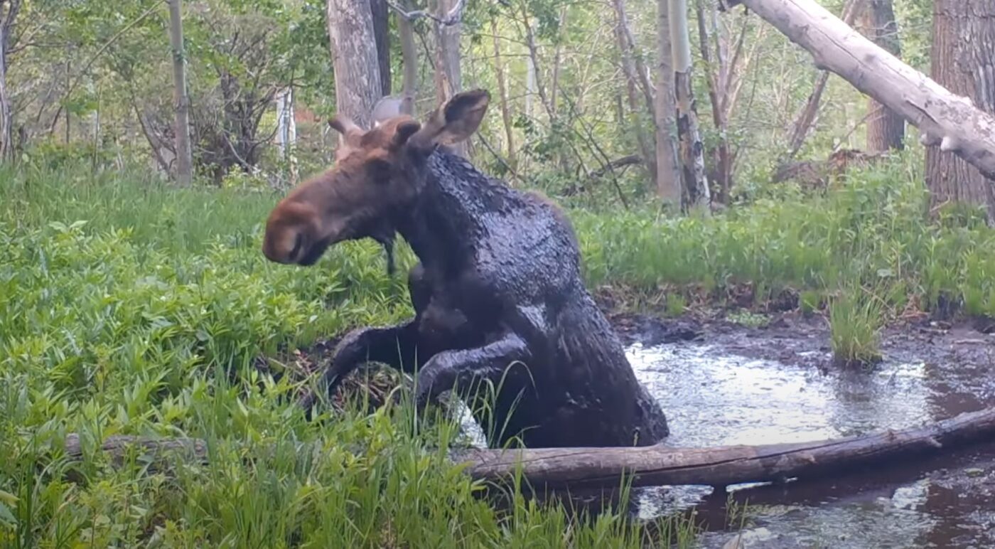 Young Moose Battles HARD To Escape Muddy Spring | Whiskey Riff
