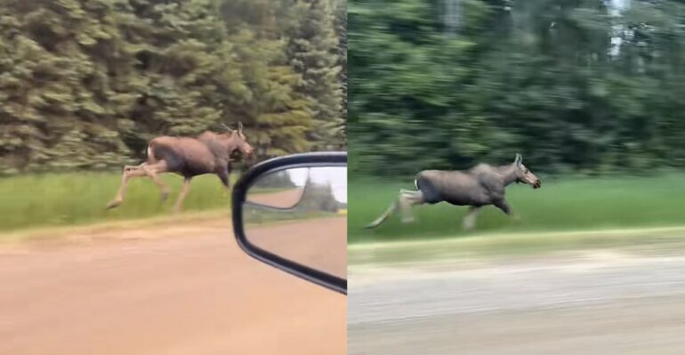 Moose