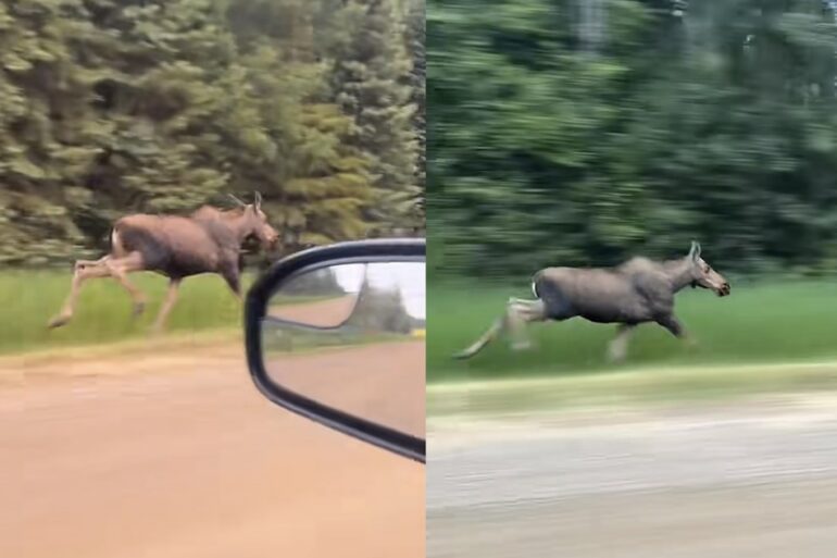 Moose