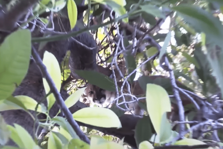 Mountain lions