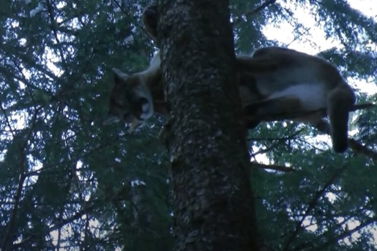 Cougar jumps from trees