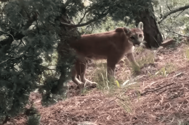 Mountain lions meets hunter