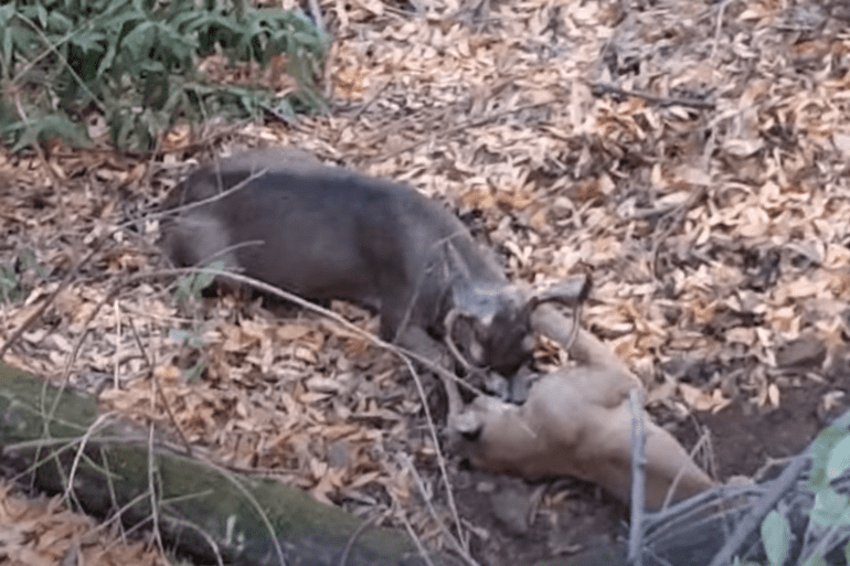 Mountain attacks lion cougar