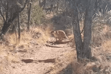 A mountain lion in the woods finds a deer