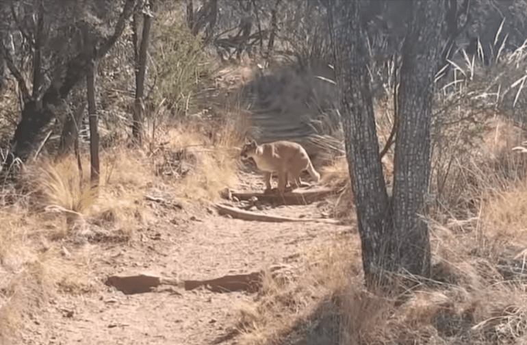 A mountain lion in the woods finds a deer