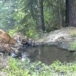 Mountain Lion
