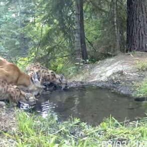 Mountain Lion