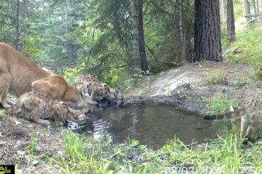 Mountain Lion