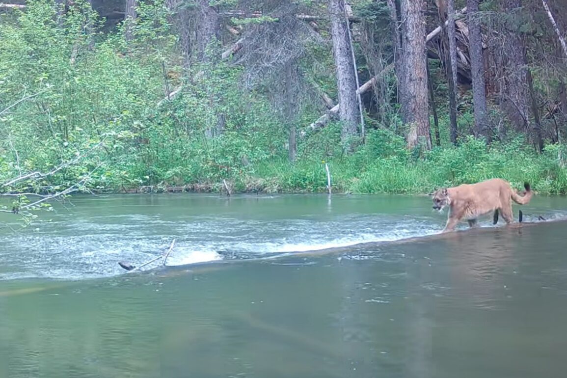 Mountain Lion Uses Fallen Tree To Try & Cross A Rushing Stream ...
