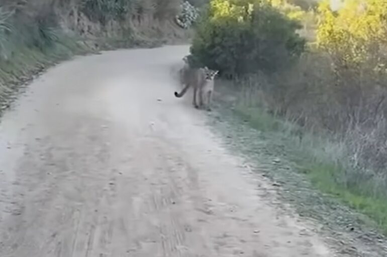 Mountain lion stalks bikers