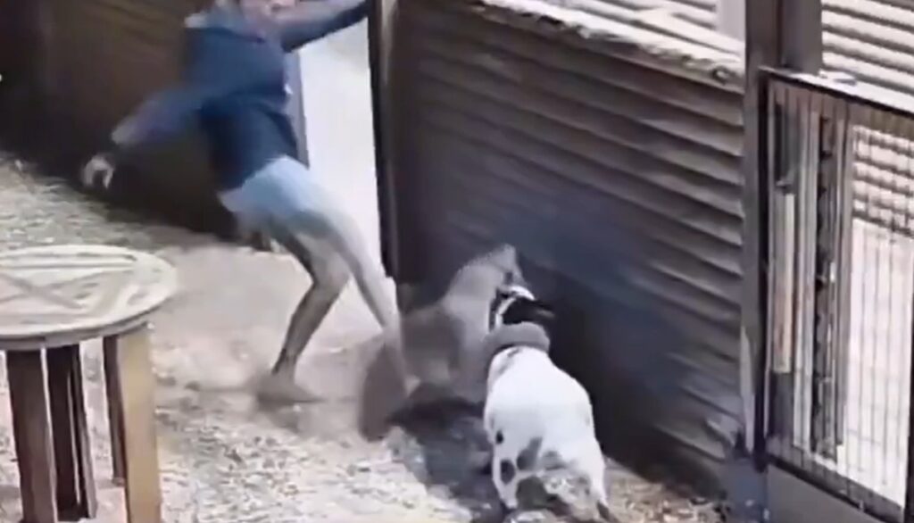 Brave Woman Kicks A Mountain Lion In The Ribs To Save Her Goat From ...