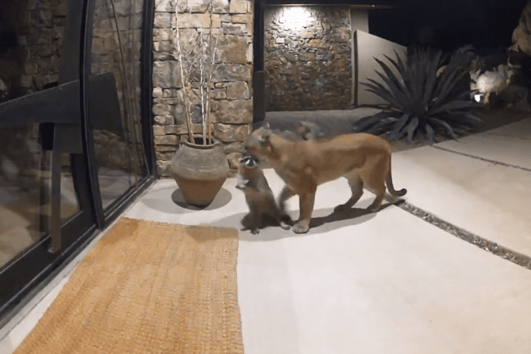 Mountain lion finds raccoon