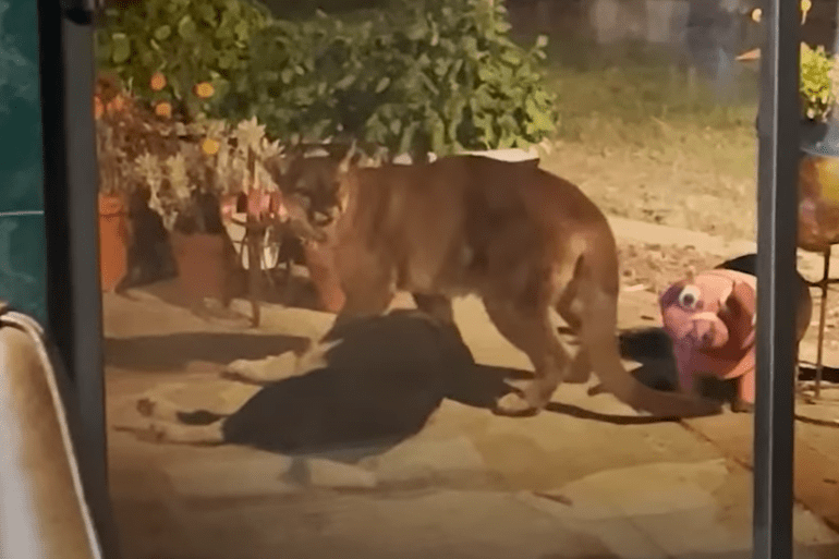 Mountain lion california