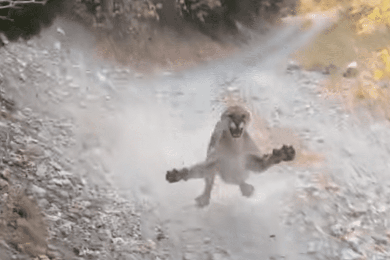 Mountain lion stalks Utah hiker